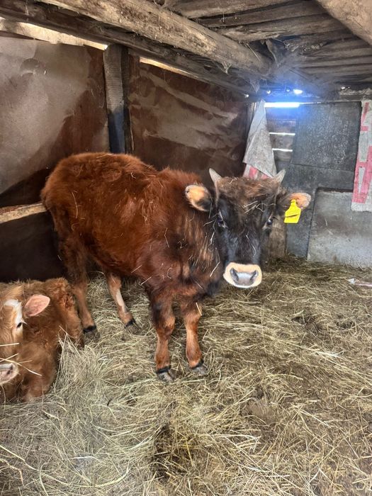 Продам быков. Баспақ сатамын