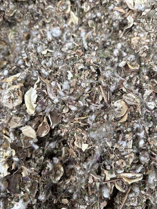 Мақта қауашағы, жүнгерек