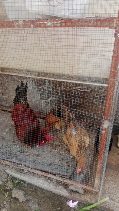 Срочно продам 2 курица 1 петух 1 черный кролик и клетка