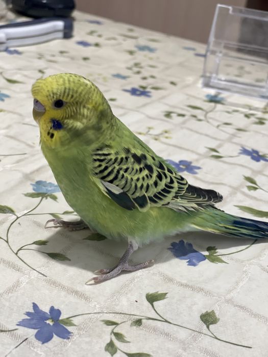 Говорящий Ручной волнистый попугайчик ТОША чик