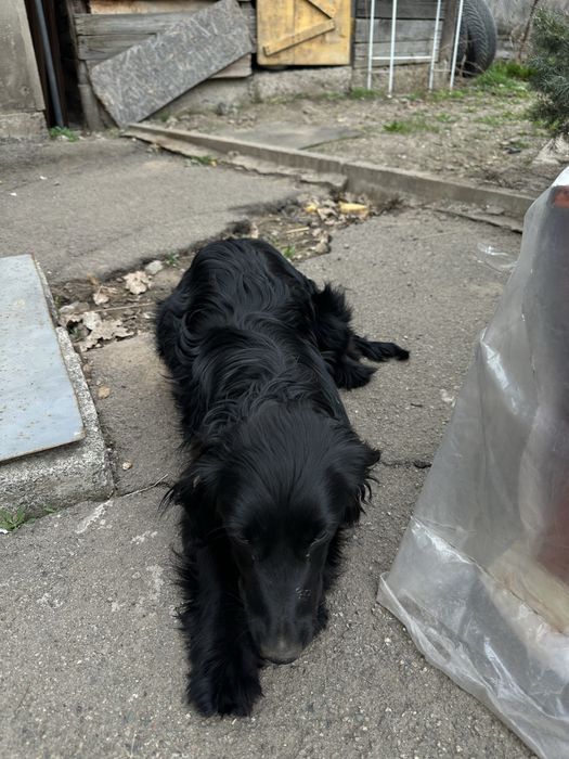 Отдам щенка в добрые руки