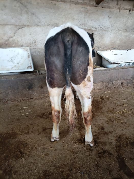 2 бука сатылады ..