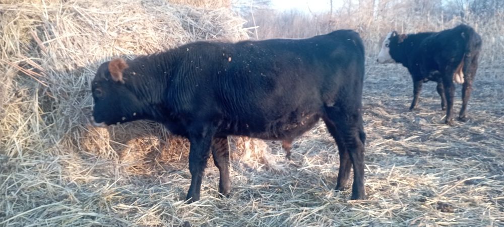 Подсостар сатылады