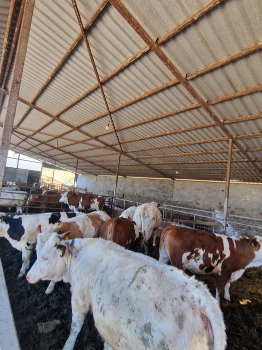Vaca cu viței.       .