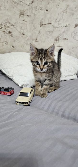 Котёнок     мальчик