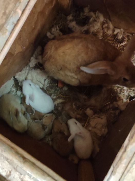 Она бола куйонлар 7 та боласи бор