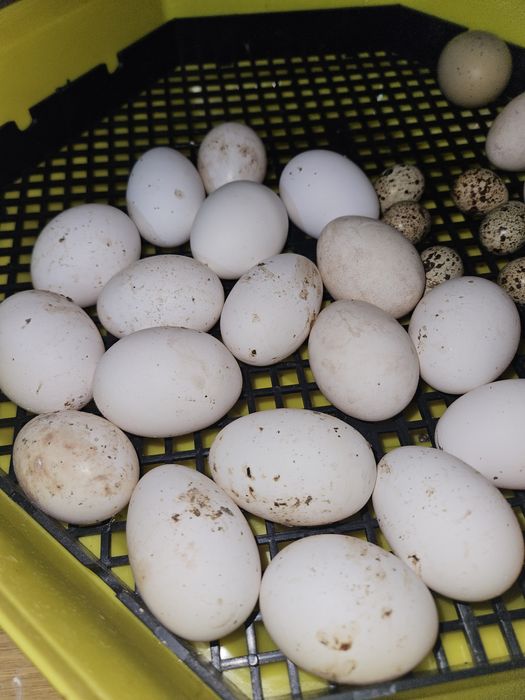 Яйца оплодени от Легхорн