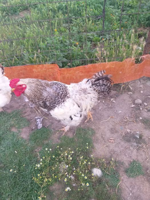 Cocos.brachma.1.an