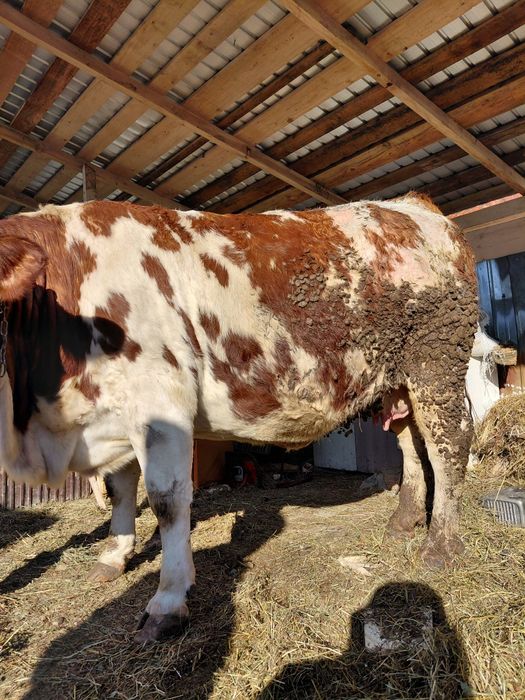 Vând vaca gestanta urgent