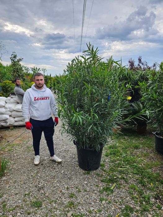 Leandru tufa nerium oleander