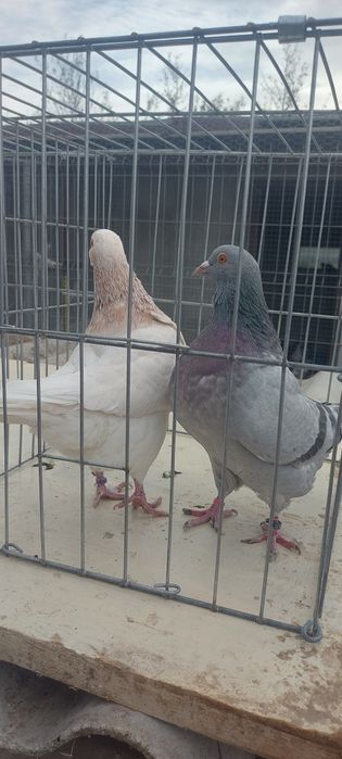 Porumbei Texani 2023