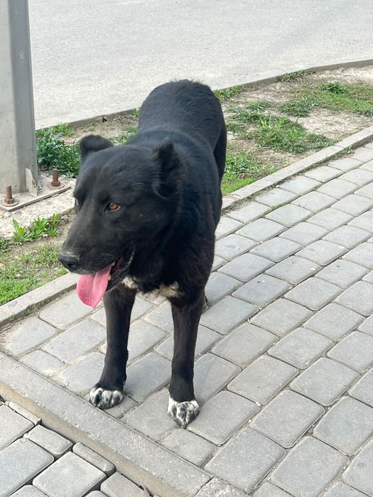 Найдена собака пропала собака