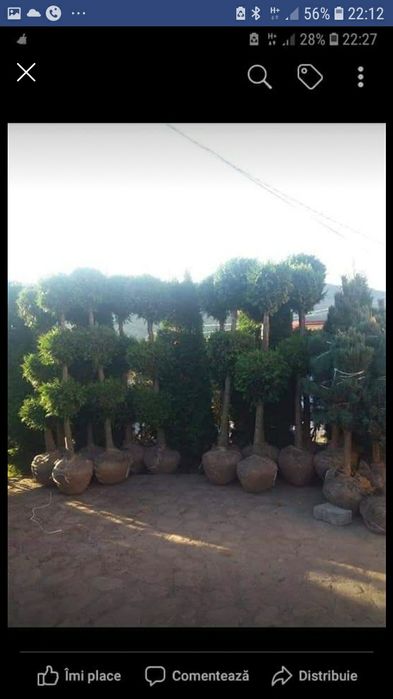 Tuia ,brazi ,mesteacăn .(plante ornamentale)