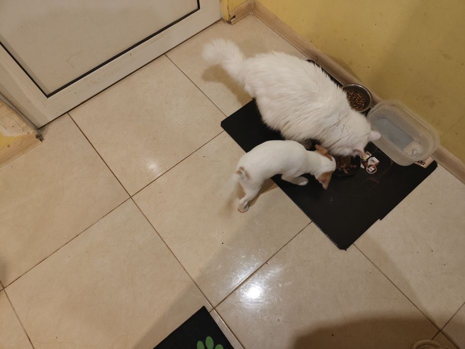 Мъжко кученце, дребна порода