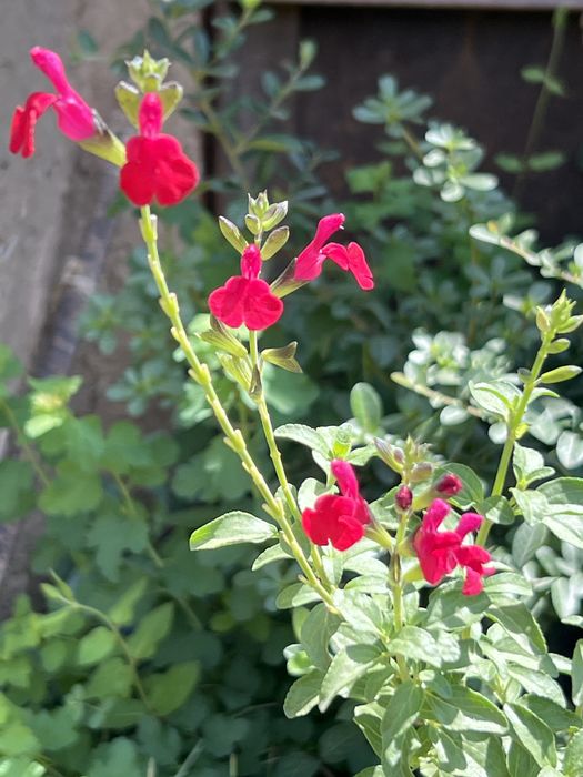 Шалфей хот липс