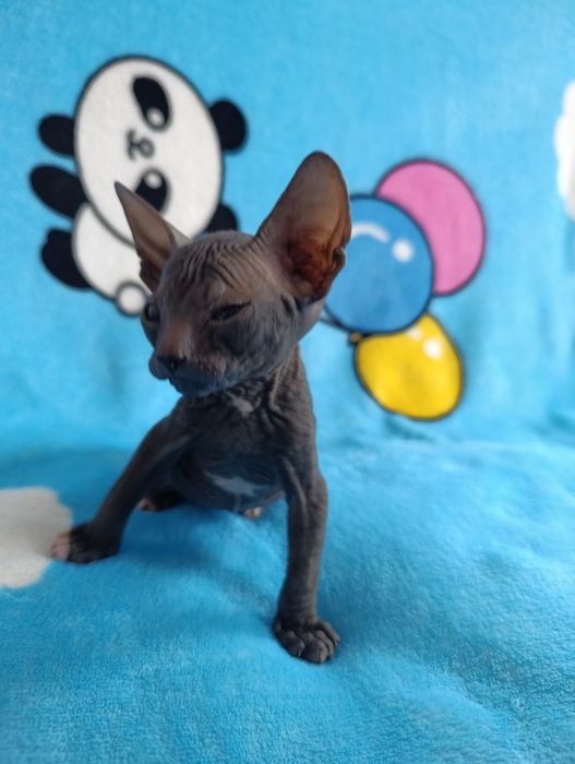 Котята Сфинкс продаю