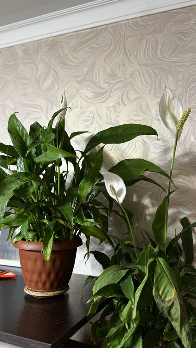 Спатифиллум женское счастье