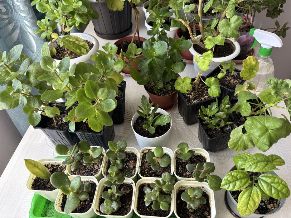 Комнатные цветы  разные.