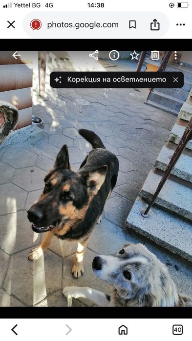 Подарявам кученца,баща -хъски,майка -немска овчарка.