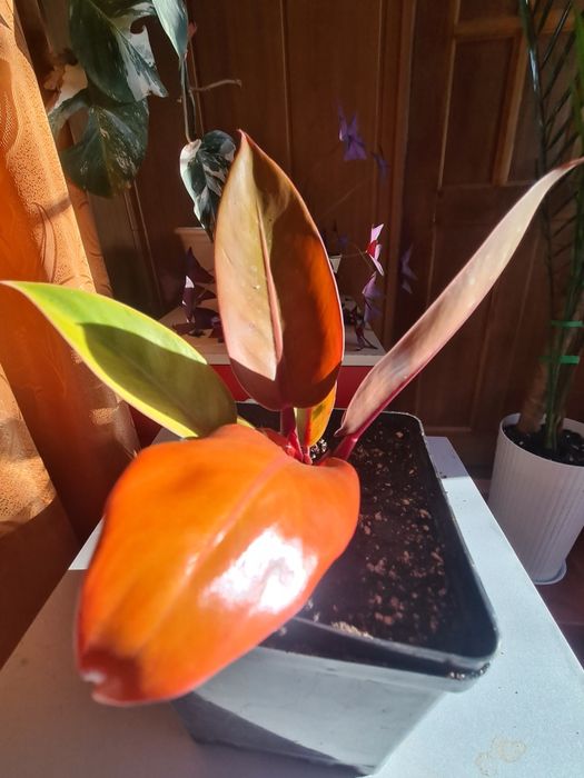 Продам  Филадендрон