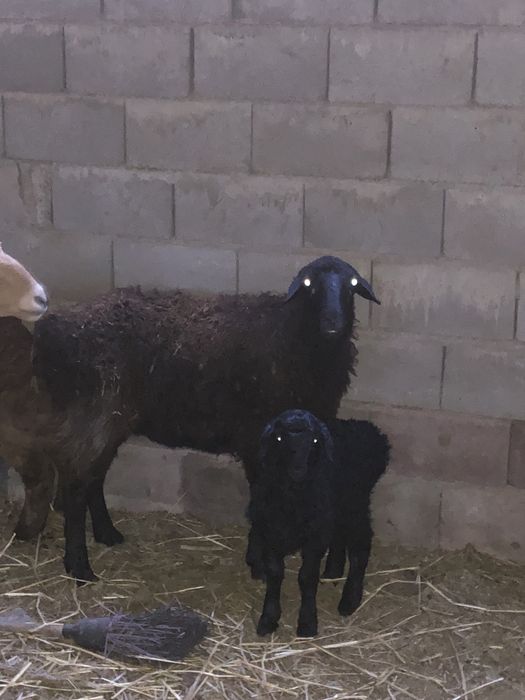 Кой кузымен срочно