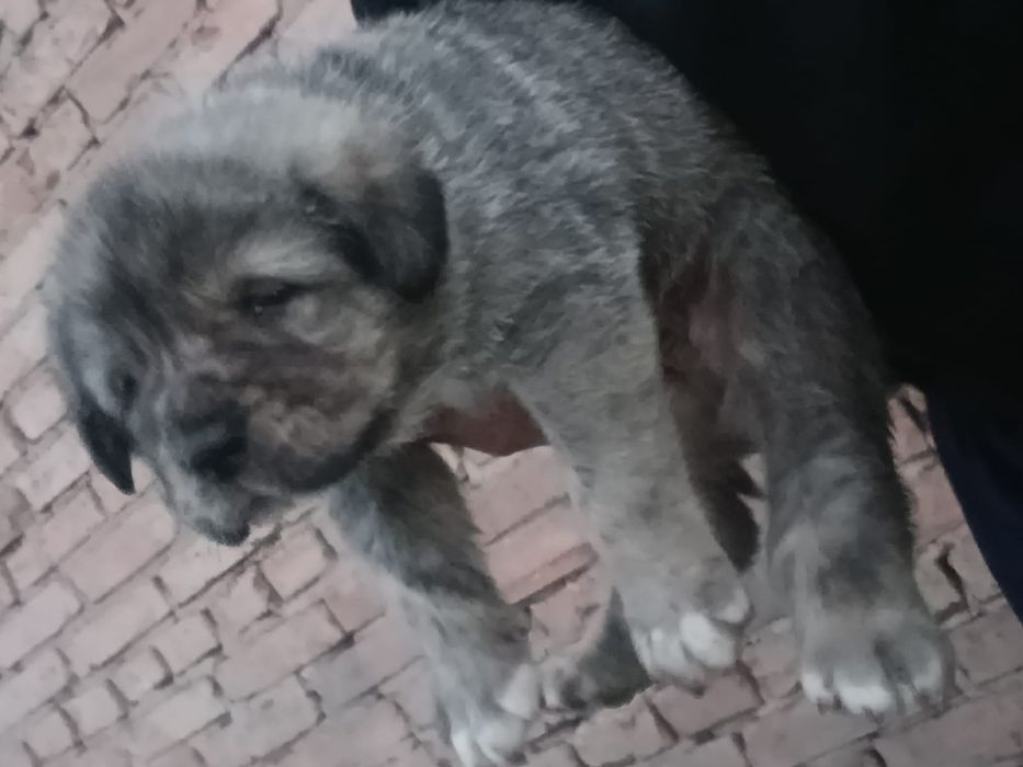 Щенки тобет  мощные