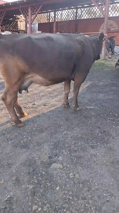 Vand sau schimb cu vacă de Tăiere