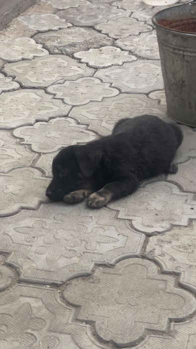 Продам щенок кобель немец