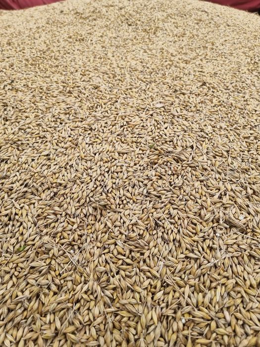Vand triticale si orz de toamna