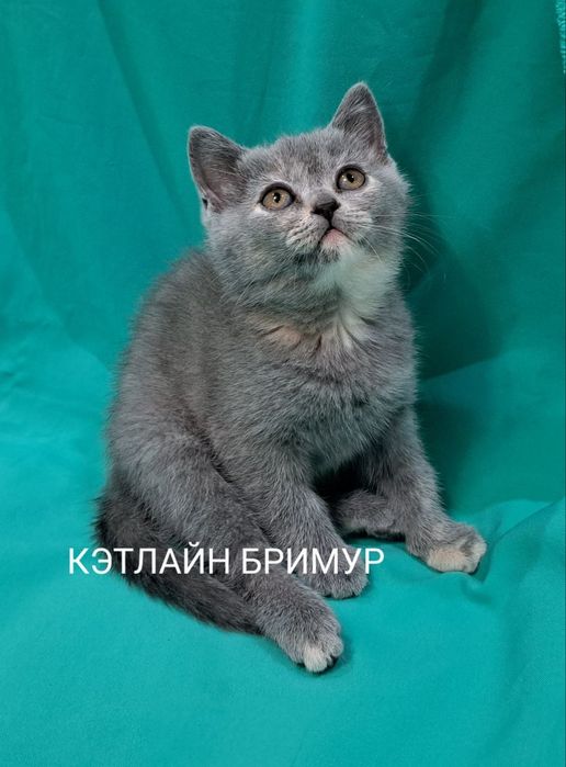 Британские котята из питомника!