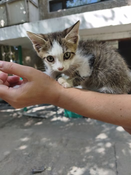 Кошечка ищет своего хозяина!
