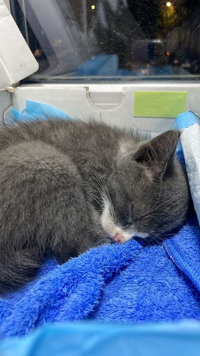 Отдам котенка в хорошие руки