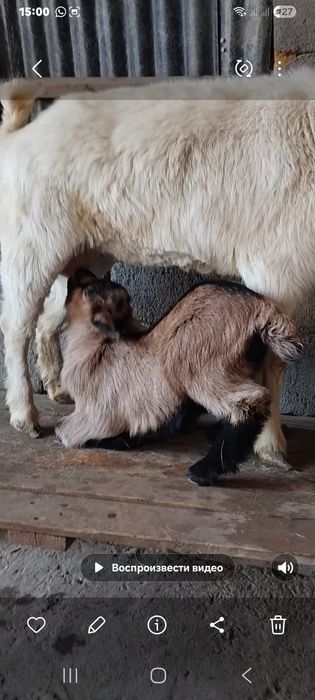 занен ешкі сатылады