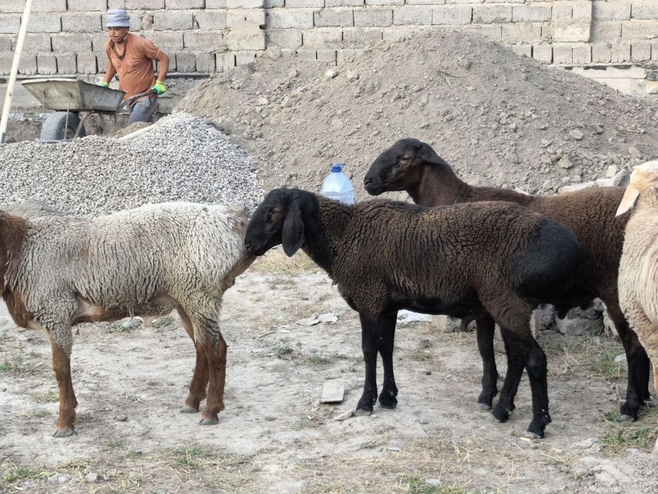 Qochqolar sotiladi baquvat toza yem bilan boqilgan semiz