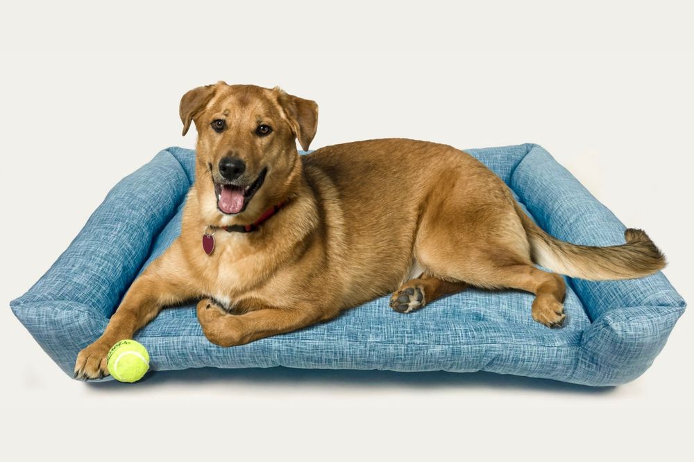 Легла за домашни любимци