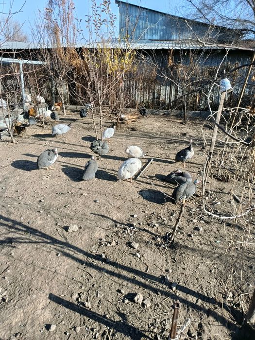 Продам молодых цесарок