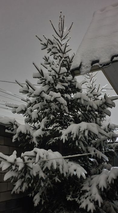 Ёлка Шырша 5-6м 2шт