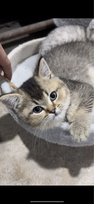 Scottish Fold va Scottish Straight Toza qon Chinchilla Sotuvda