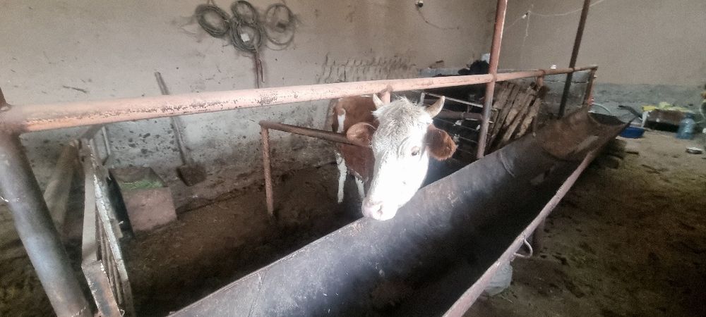 Sigir ona bola  2 ta