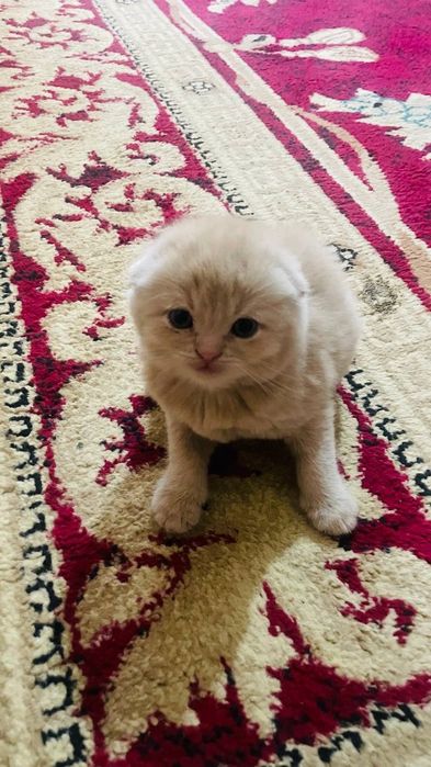 Катята пародастый продаю срочно