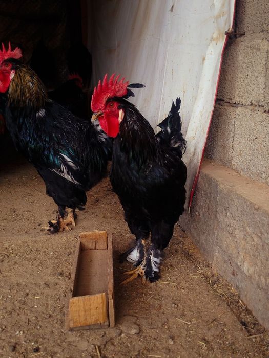 Петухи "Андижанский чёрный принц"
