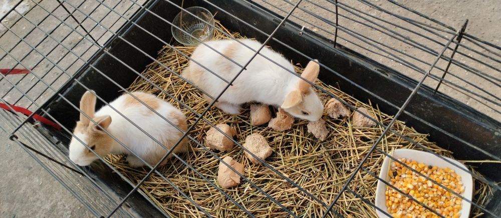 Vând pui iepuri hycole