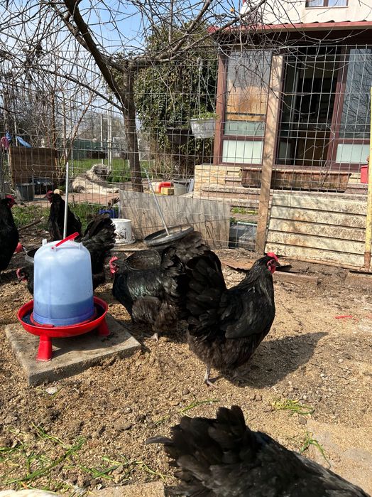 Gaini Australorp