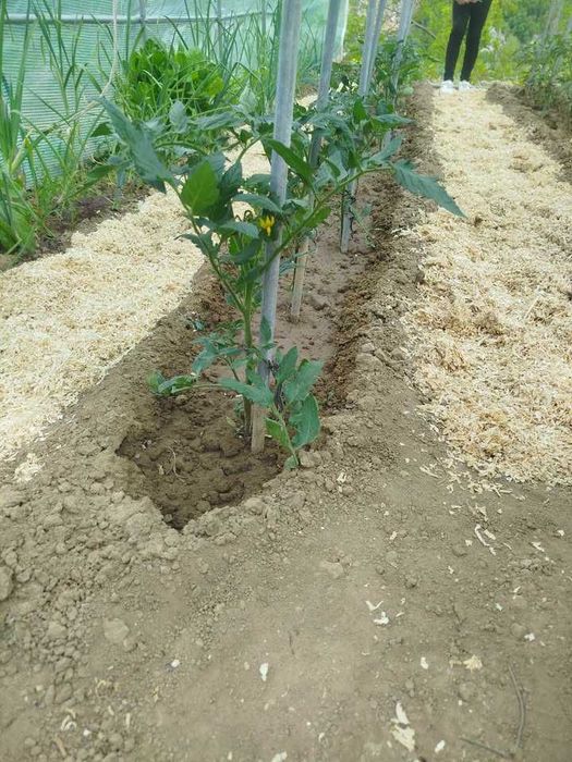 Течна тор, почвен подобрител, пробиотик