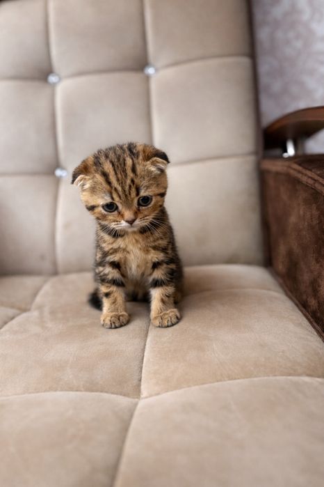 Срочно продается мальчик здоровый