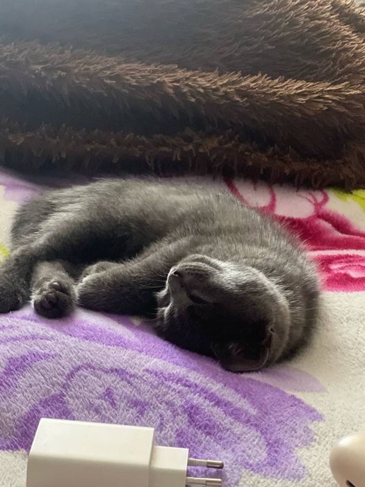 Британский котенок