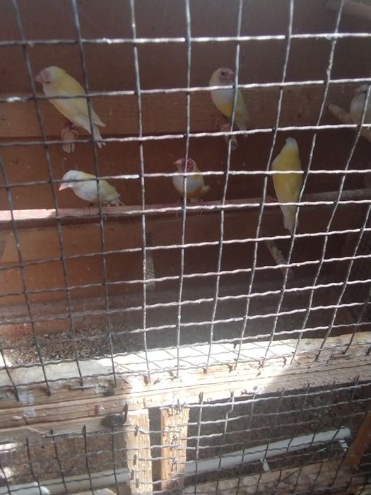 Canari și guold,,
