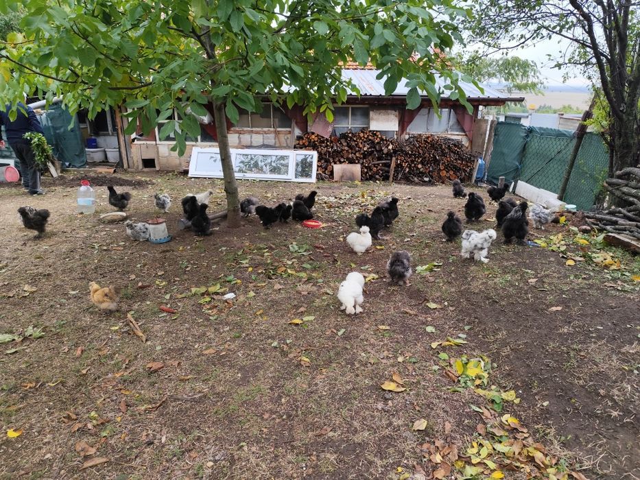 Копринки чифтове