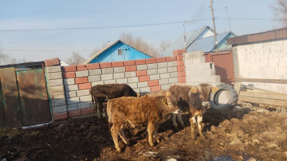 Еркек бұзаулар сатылады