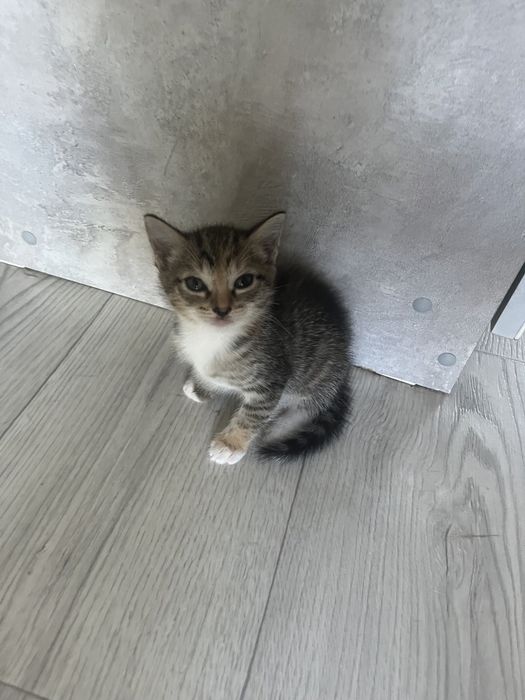 Котенок девочка в добрые руки